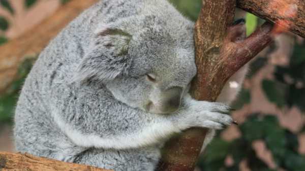 Мир может потерять коал: австралийцы признали вид вымирающим