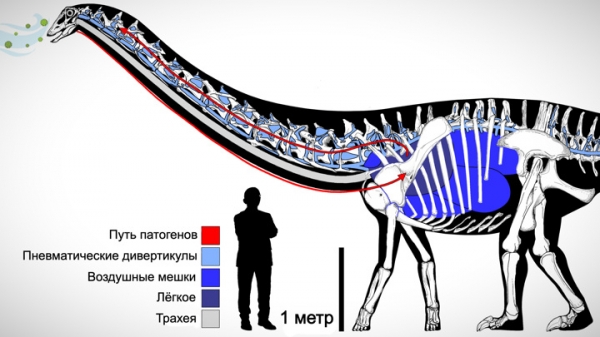 Динозавры тоже чихали: впервые найдены признаки лёгочной инфекции завропода