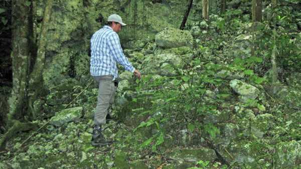 Священные рощи майя наконец обнаружены в Мексике