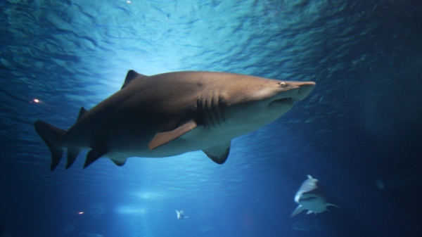 Мясо редких видов акул обнаружили в кормах для животных