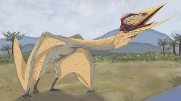 Найден "дракон смерти" — крупнейший птерозавр Южной Америки