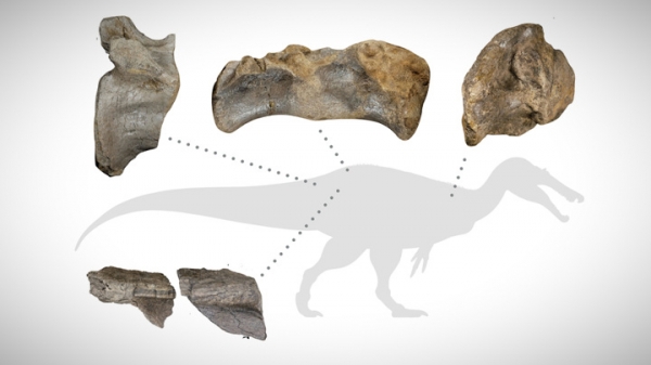 Окаменелость хищного динозавра-гиганта найдена в Великобритании