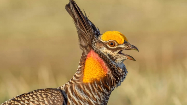 Для любителей птиц: представлены лучшие снимки 2022 Audubon Photo Awards