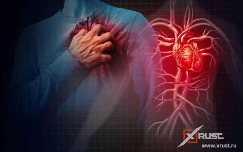 Сердце после инфаркта – возможна регенерация