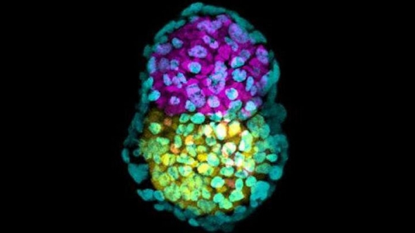 Синтетический организм: эмбрионы впервые вырастили без половых клеток