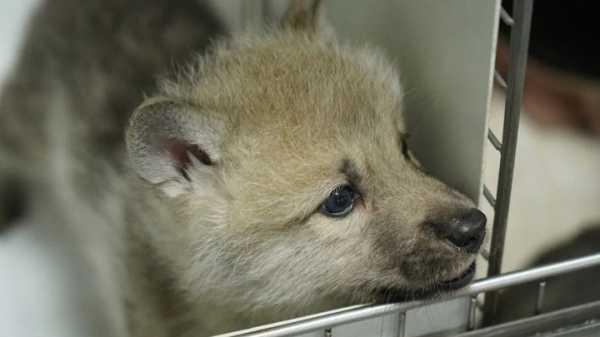 Арктическая волчица-клон по кличке Майя родилась в Китае