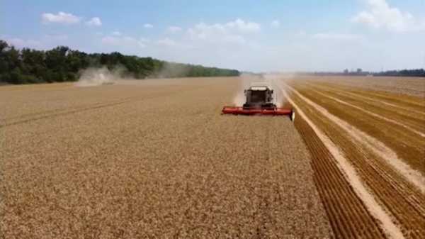 В России соберут рекордный урожай зерна