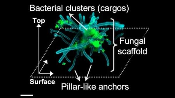 Бактерии и грибки образуют во рту суперорганизм с конечностями