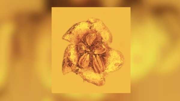 Крупнейший окаменелый цветок нашли в старинном янтаре