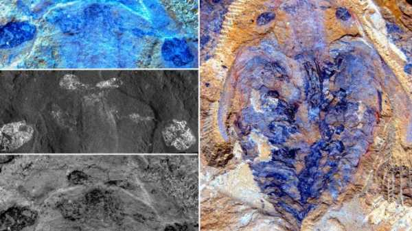 319 миллионов лет: обнаружен древнейший мозг позвоночного животного