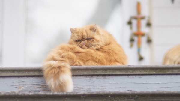 BBC Science Focus рассказал о кошках-долгожителях