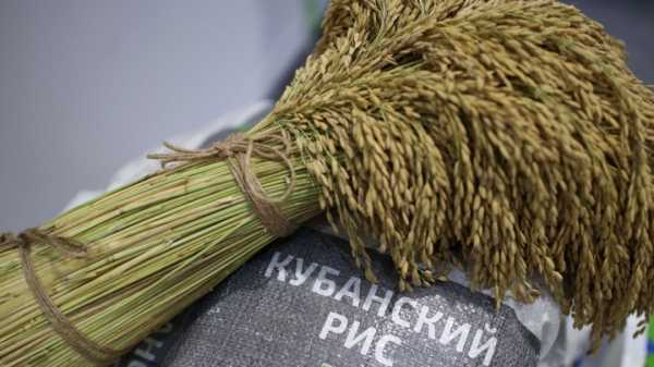 Россия ввела запрет на экспорт риса
