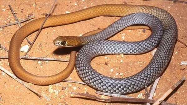 Ученые обнаружили новый вид ядовитых змей